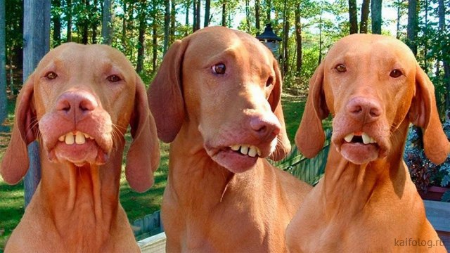 Собаки-улыбаки (35 фото)