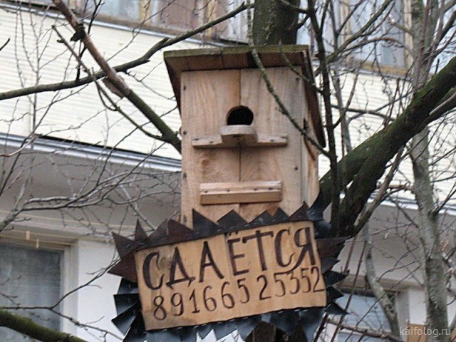В России всё для птиц (40 приколов)