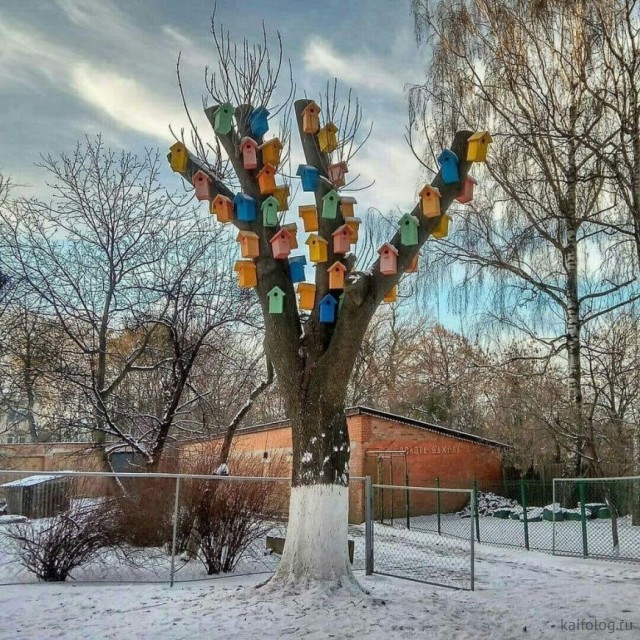 В России всё для птиц (40 приколов)