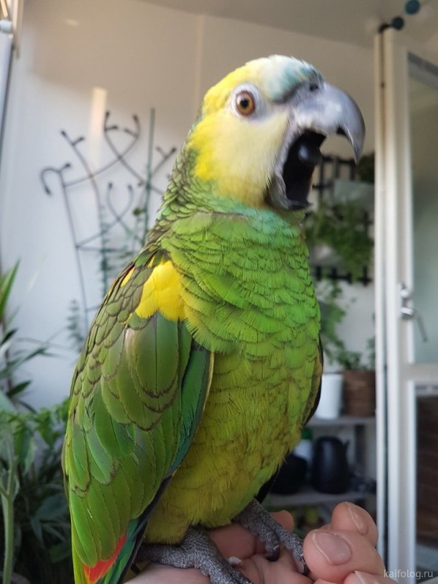 Приколы про попугаев (40 фото)