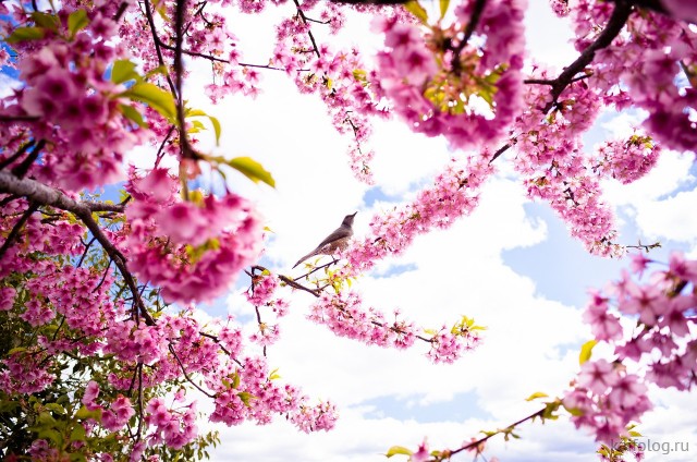 Восхитительная весна (50 фото)