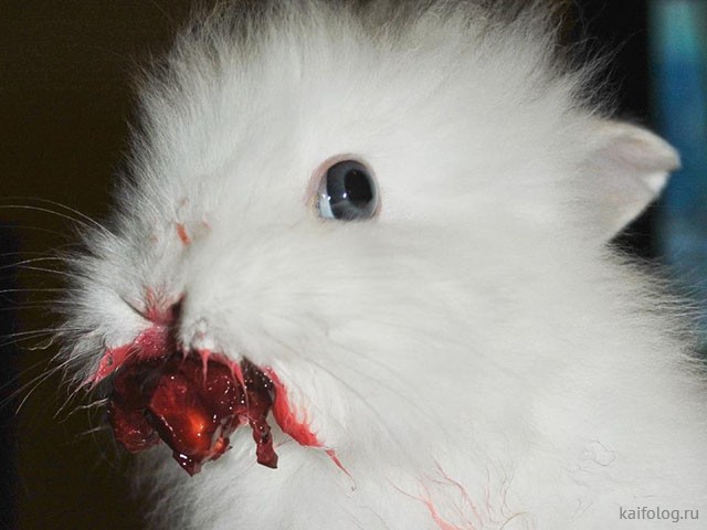 Плохие кролики (50 картинок)