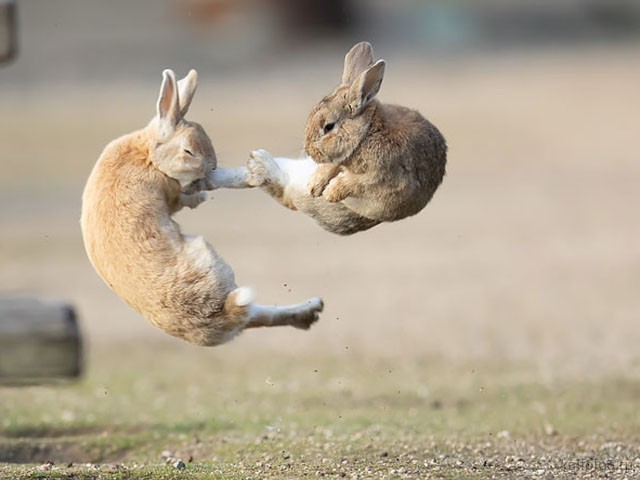 Прикольные кролики (40 фото)