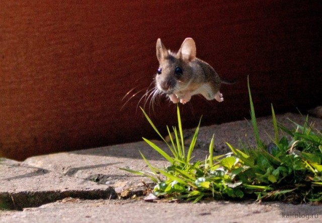 Прикольные мыши (35 фото)