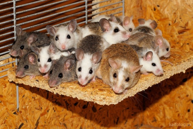 Прикольные мыши (35 фото)