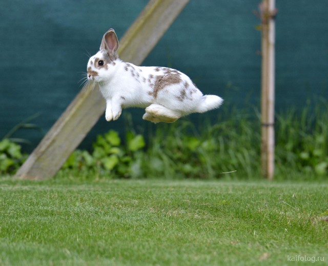 Прикольные кролики (40 фото)